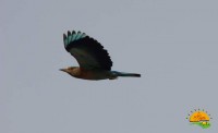 /album/kargan%2c-southern-iran-%d8%a8%d9%86%d8%af%d8%b1-%da%a9%d8%b1%da%af%d8%a7%d9%86/bird-jpg1/