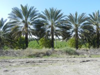/album/kargan%2c-southern-iran-%d8%a8%d9%86%d8%af%d8%b1-%da%a9%d8%b1%da%af%d8%a7%d9%86/dscn4519-jpg1/