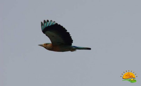 کارنجک (ka ren jak), English: Roller