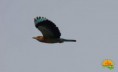 /album/bildgalleri/bird-jpg/