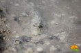 /album/bildgalleri/gelkhorak-jpg/